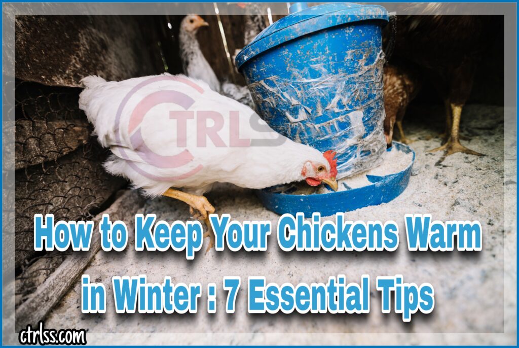 how to keep your chickens warm in the winter
Keep Your Chickens Warm in Winter
keeping your chickens warm in winter

