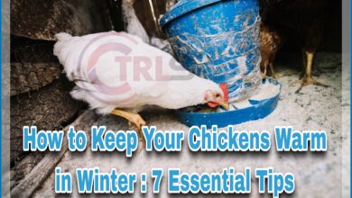 How to Keep Your Chickens Warm in Winter