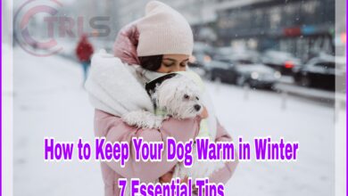 How to Keep Your Dog Warm in Winter: 7 Essential Tips