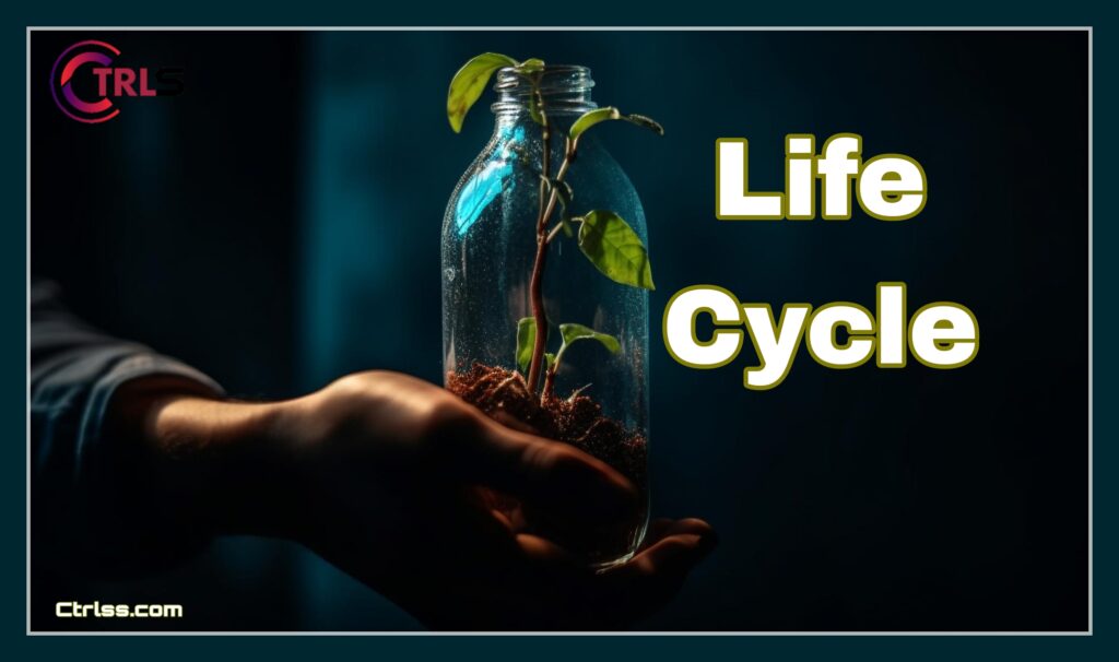 life cycle
life 